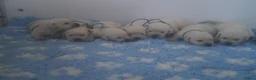 Labrador Retriever honden te koop: Authentieke Gele Labrador Pups Met Stamboom - Advertentie 8