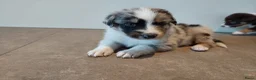 Australian Shepherd honden te koop: 🐾 Warme thuis voor Australian Shepherd pups 🐾 - Advertentie 9