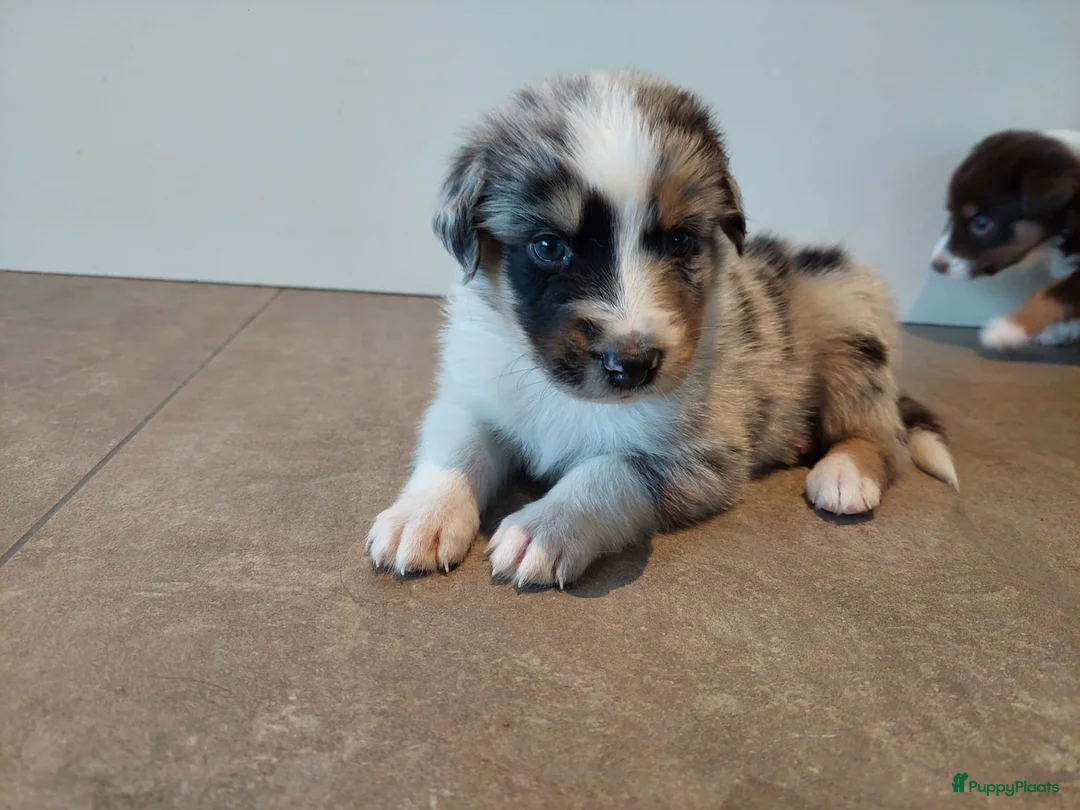 Australian Shepherd honden te koop: 🐾 Warme thuis voor Australian Shepherd pups 🐾 - Advertentie 9