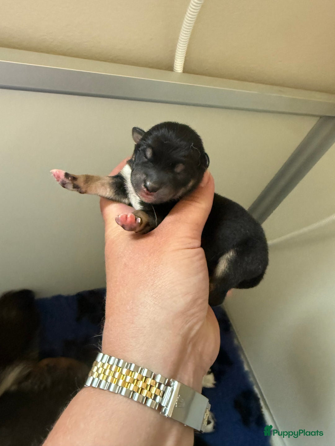 Shiba honden te koop: Shiba pups geboren in Kerkwerve - Afbeelding 5