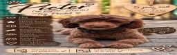 Kruising honden te koop: 🐾 4 Teddypoo pups geboren |ToyPoedelXTeddydog 🤎 - Advertentie 15