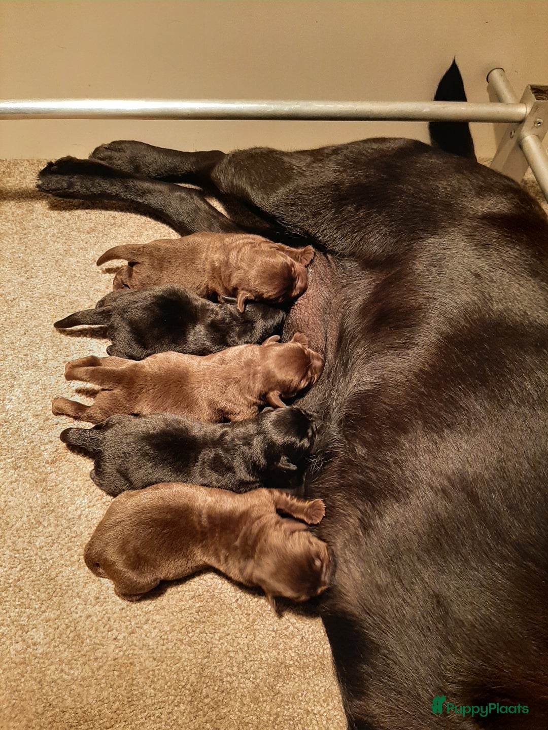Labrador Retriever honden te koop: Labrador Retriever pups met stamboom - Advertentie 11