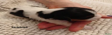 Kruising Puppy 1