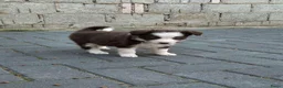 Border Collie honden te koop: Border collie pups - Advertentie 15
