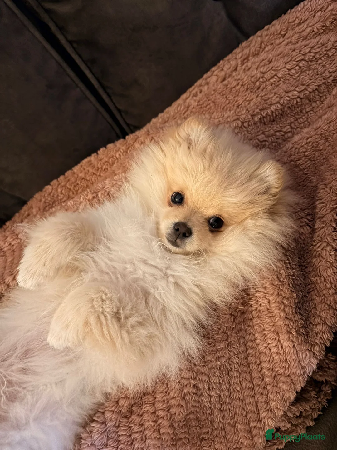 Pomeriaan honden te koop: Pomeriaan Reu in Zoeterwoude - Advertentie 1