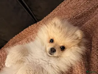 Pomeriaan honden Pomeriaan Reu - Advertentie 1