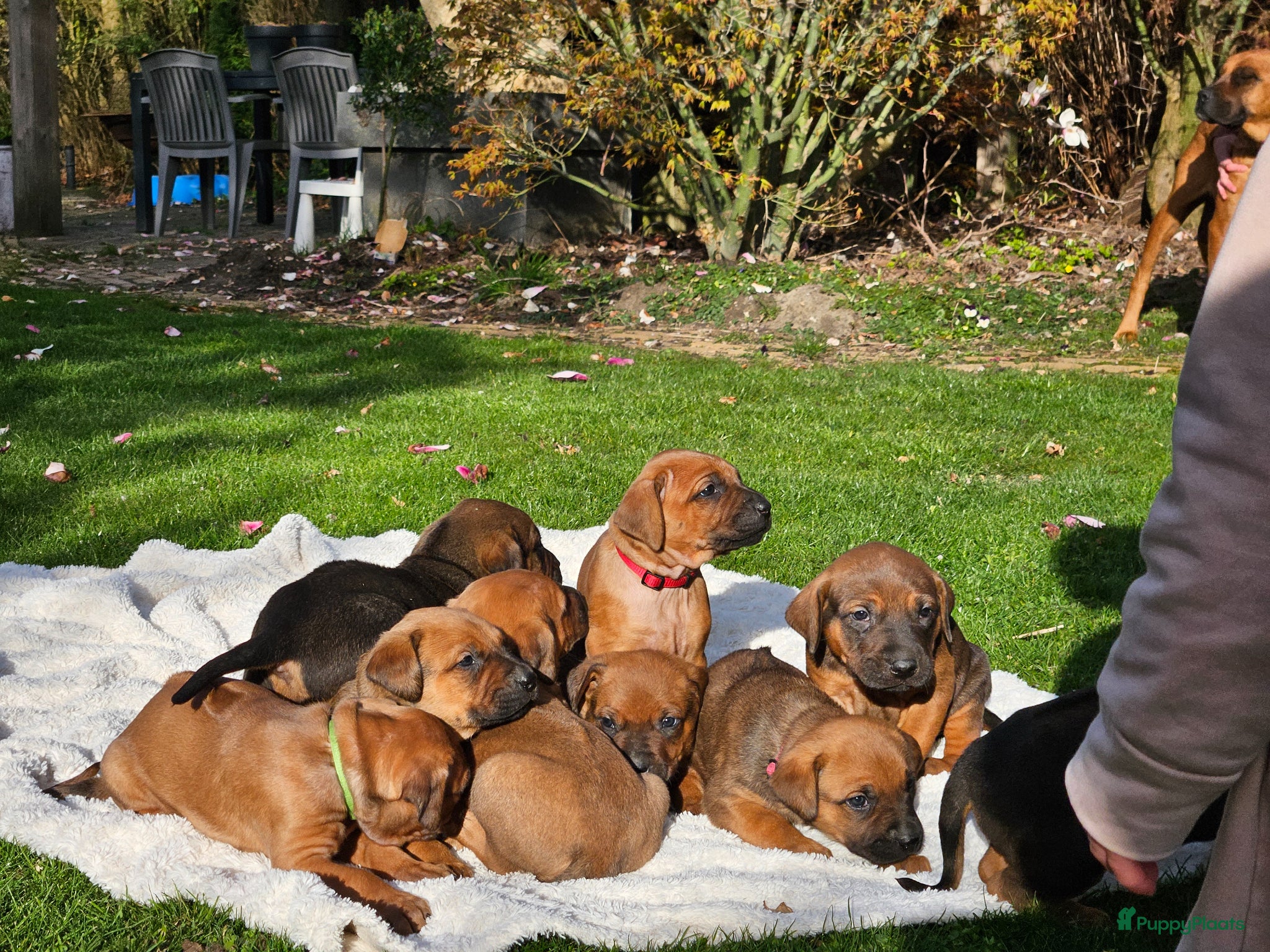 Kruising honden Mooie lieve pups kruising x Rhodesian Ridgeback - Advertentie 1