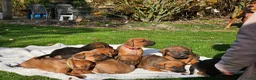 Kruising honden te koop: Mooie lieve pups kruising x Rhodesian Ridgeback in Kesteren - Advertentie 1