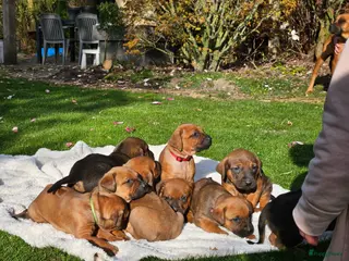 Kruising honden Mooie lieve pups kruising x Rhodesian Ridgeback - Advertentie 1