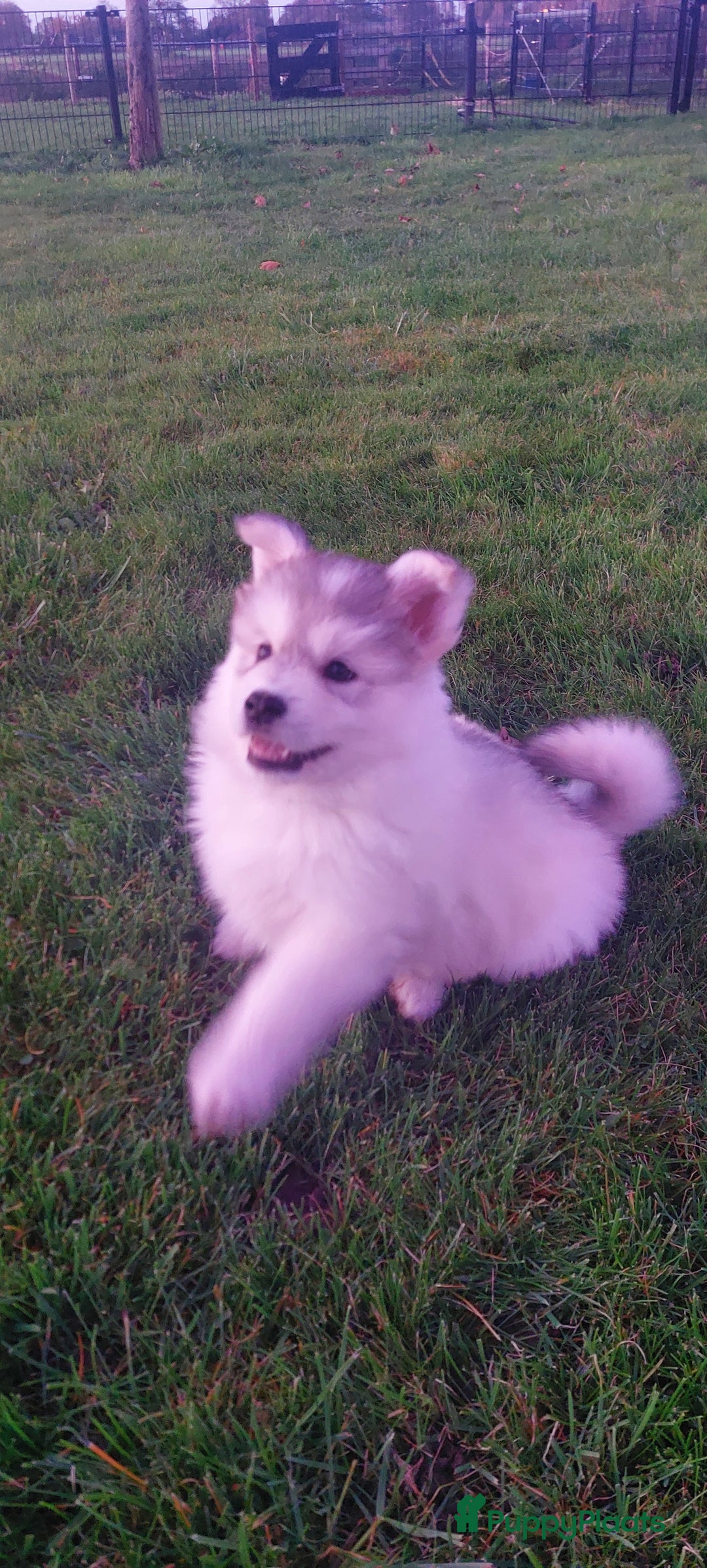 Pomsky honden te koop: Prachtige pomsky pups! - Advertentie 5