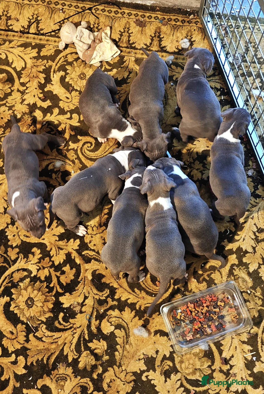 American Staffordshire Terriër honden te koop: Amerikaanse stafford pups - Advertentie 1