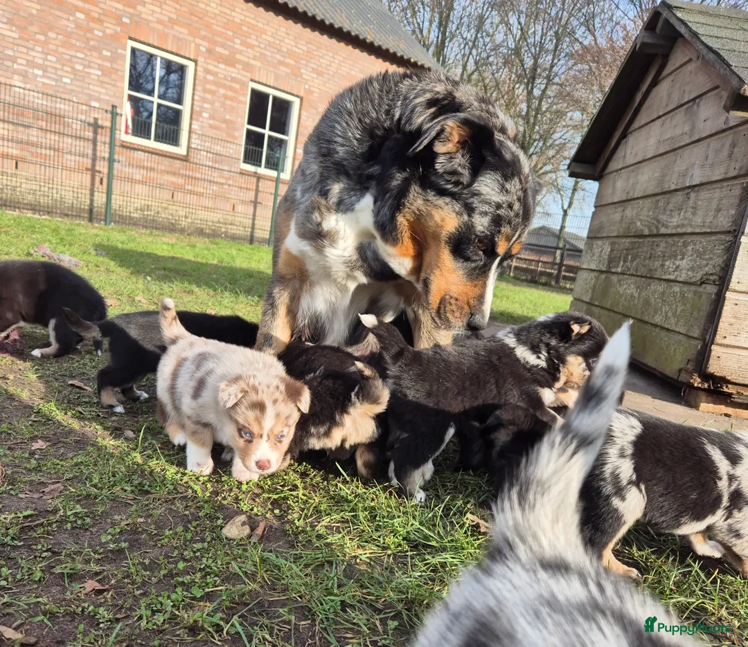 Kruising honden te koop: Australian shepherd x Pomsky (mini-aussie) - Advertentie 21