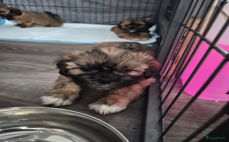 Shih Tzu honden - Advertentie 1