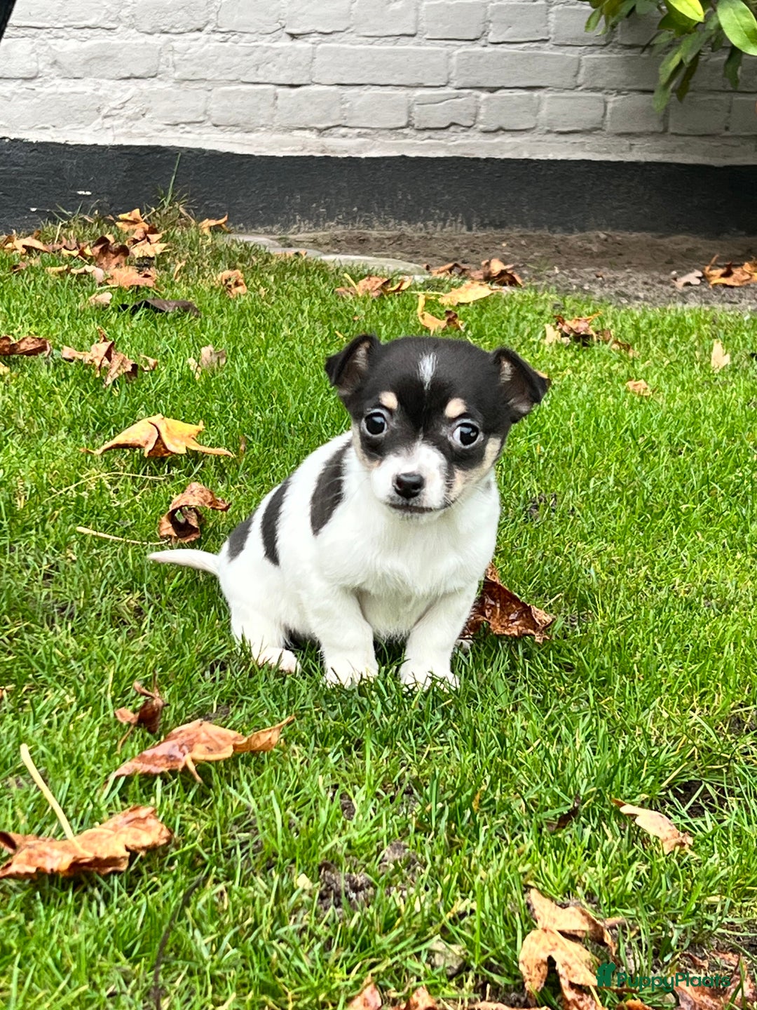 Jack Russel Terriër honden te koop: Jack Russell pup, teefje - Advertentie 1