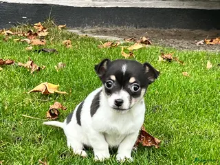 Jack Russel Terriër honden Jack Russell pup, teefje - Advertentie 3