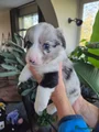 Welsh Corgi Cardigan Puppy 2