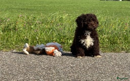 Spaanse Waterhond honden te koop: Spaanse Waterhond pups - Afbeelding 21