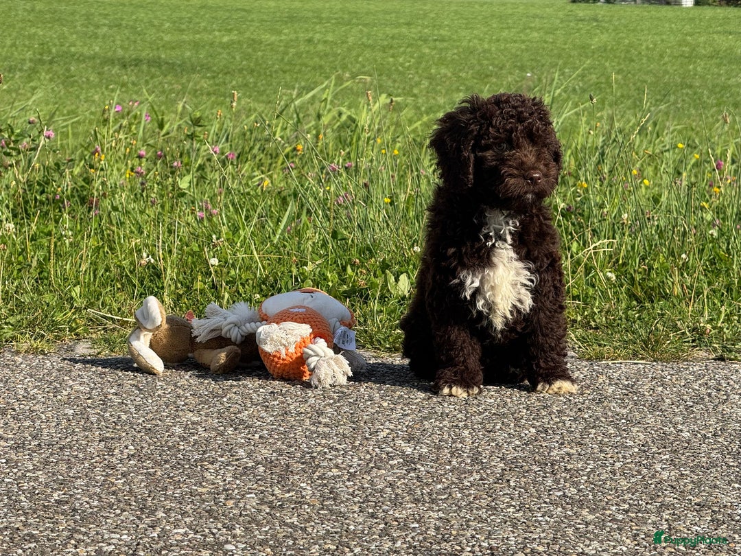 Spaanse Waterhond honden te koop: Spaanse Waterhond pups - Afbeelding 21