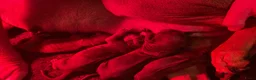 Rhodesian Ridgeback honden te koop: Rhodesian Ridgebacks puppy’s  - Advertentie 3