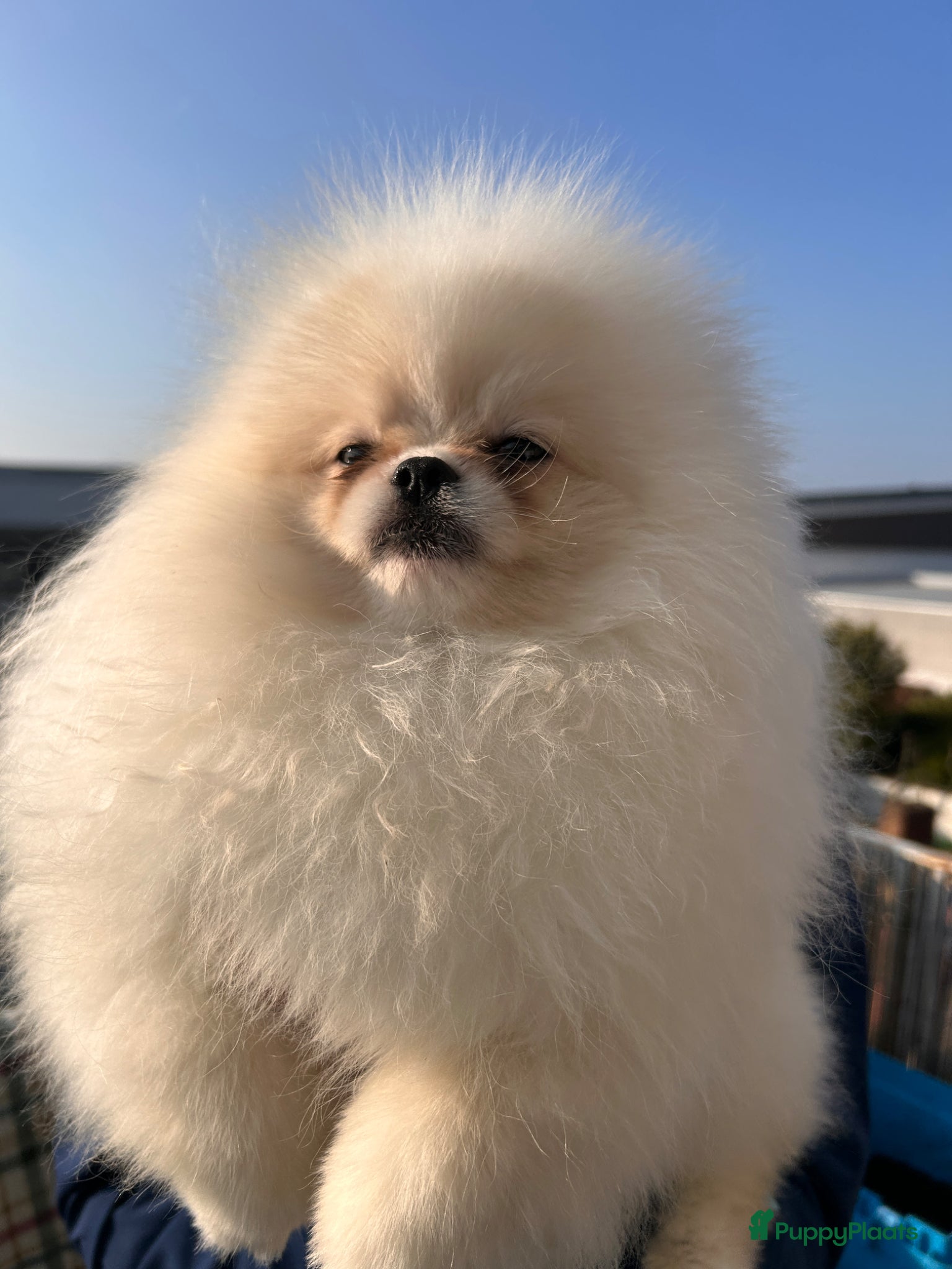 Pomeriaan honden Pomeranian❤️❤️ - Advertentie 2