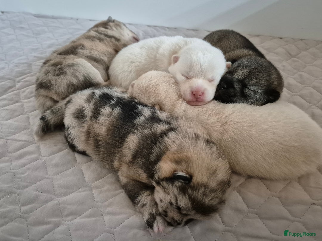 Kruising honden te koop: Prachtige Pomsky x Shiba pups - Advertentie 3