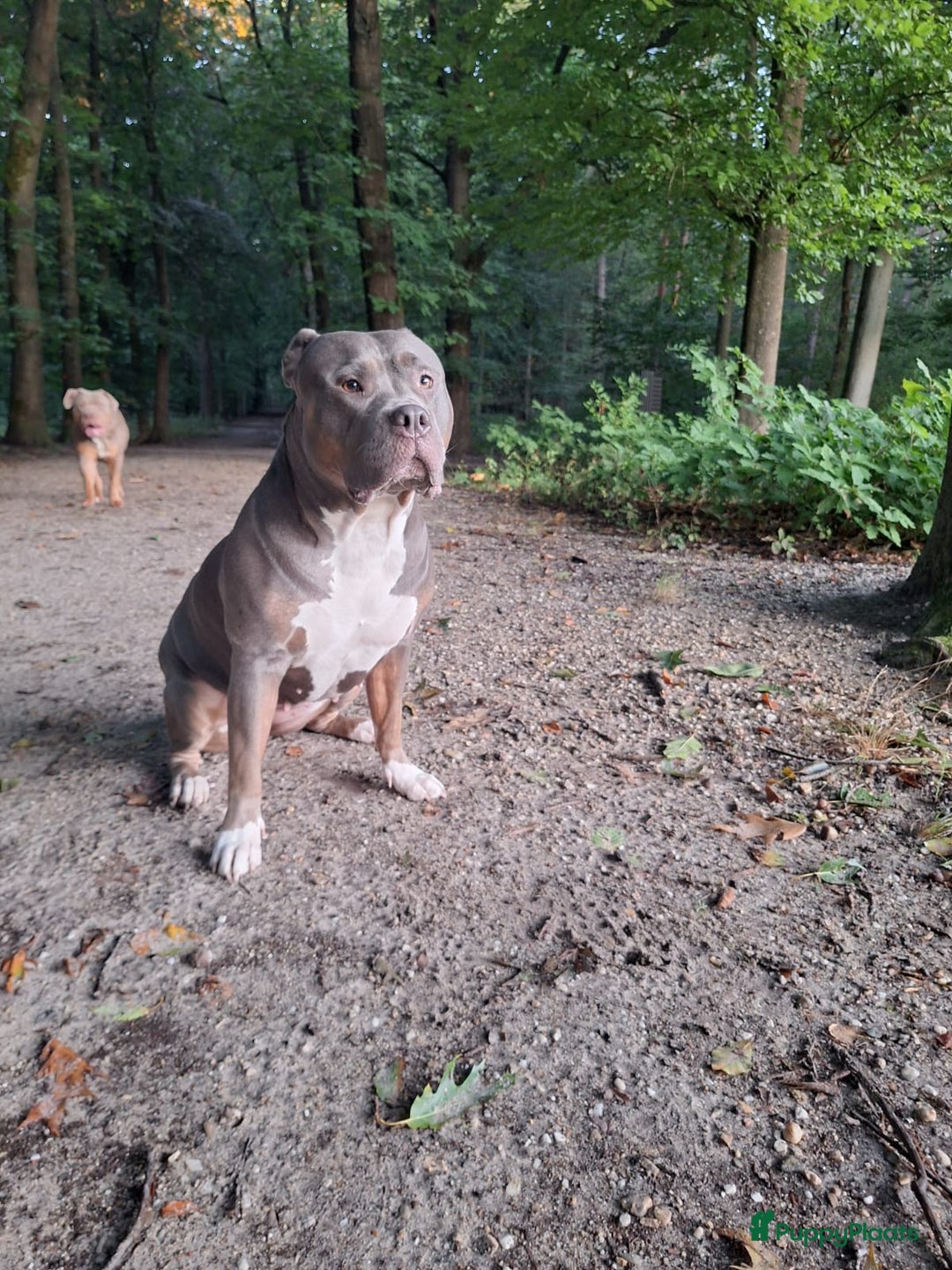 Amerikaanse Bully honden te koop: Amerikaanse bully xl pups - Advertentie 3