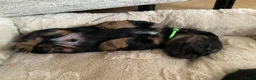 Teckel (langhaar) honden te koop: Prachtige Black en Tan pups - Advertentie 5