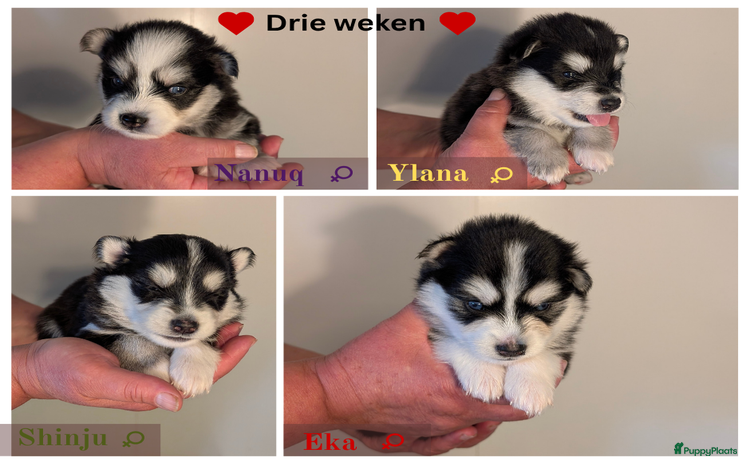 Pomsky honden - Advertentie 8