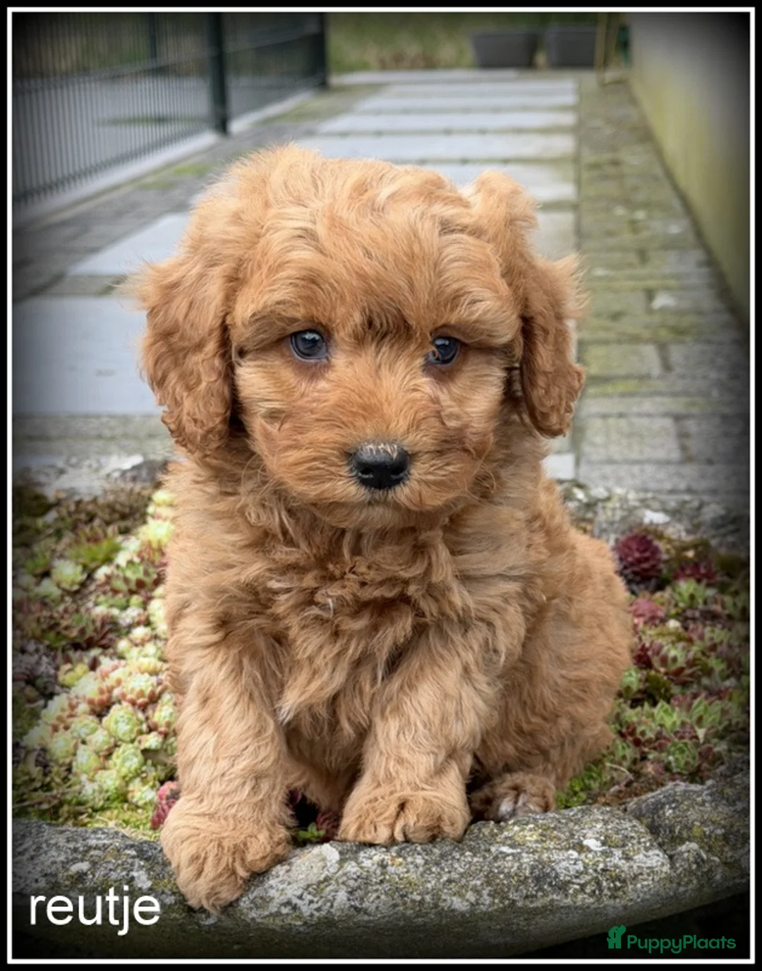 Maltipoo honden te koop: Maltipoo F1b pups - Advertentie 1