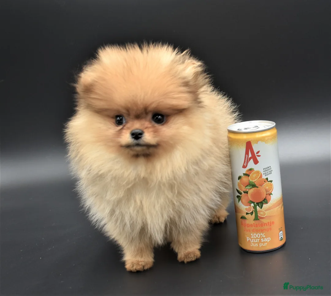 Galerij afbeelding {{count}}