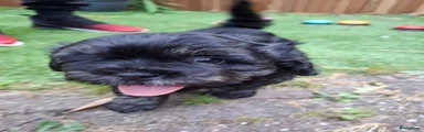 Boomer 1