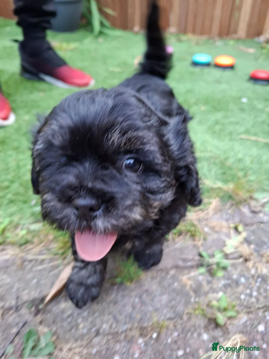 Boomer honden te koop: Boomer Shih Tzu  Maltese - Advertentie 17