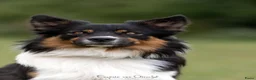 Border Collie honden te koop: Pups verwacht in Franeker - Advertentie 3