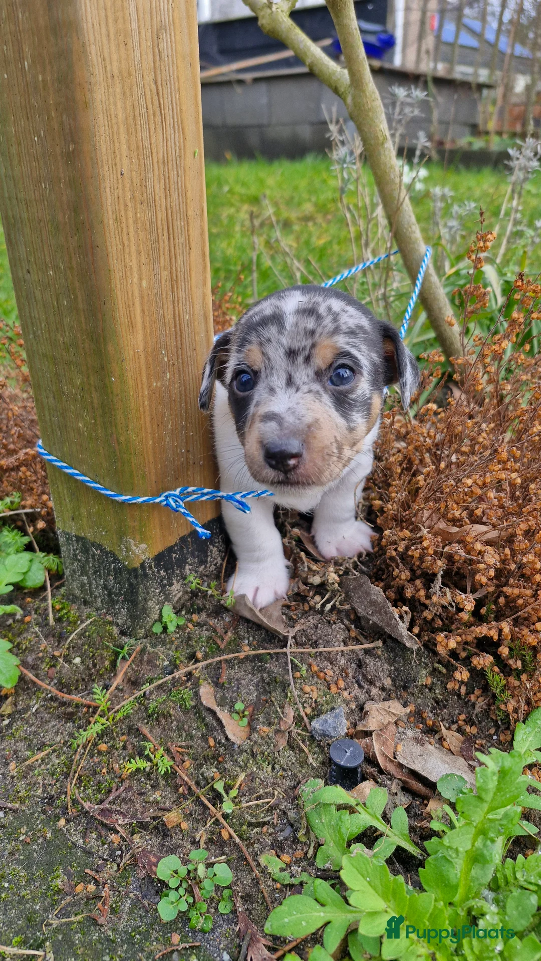 Jack Russel Terriër honden te koop: Jack Russell pups in De Wijk - Advertentie 5