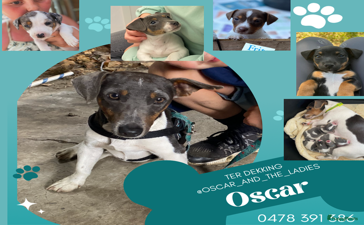 Jack Russel Terriër honden - Advertentie 4
