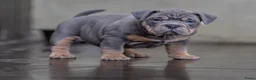 Amerikaanse Bully honden te koop: American Bully pups verwacht rond september - Advertentie 7