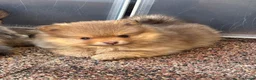 Pomeriaan honden te koop: Pomeriaan puppy’s  - Advertentie 20