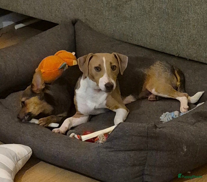 Jack Russel Terriër honden Deze prachtige meid zoekt een nieuw thuis - Advertentie 1