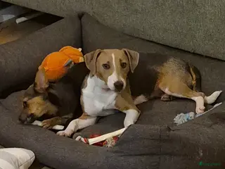 Jack Russel Terriër honden Deze prachtige meid zoekt een nieuw thuis - Advertentie 1