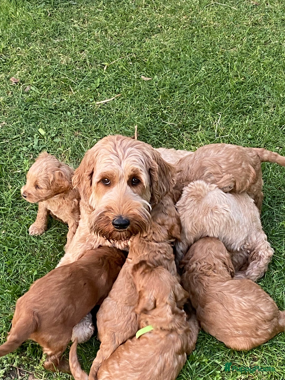 Australian Labradoodle honden te koop: Magic Doodles Rasta - Afbeelding 8