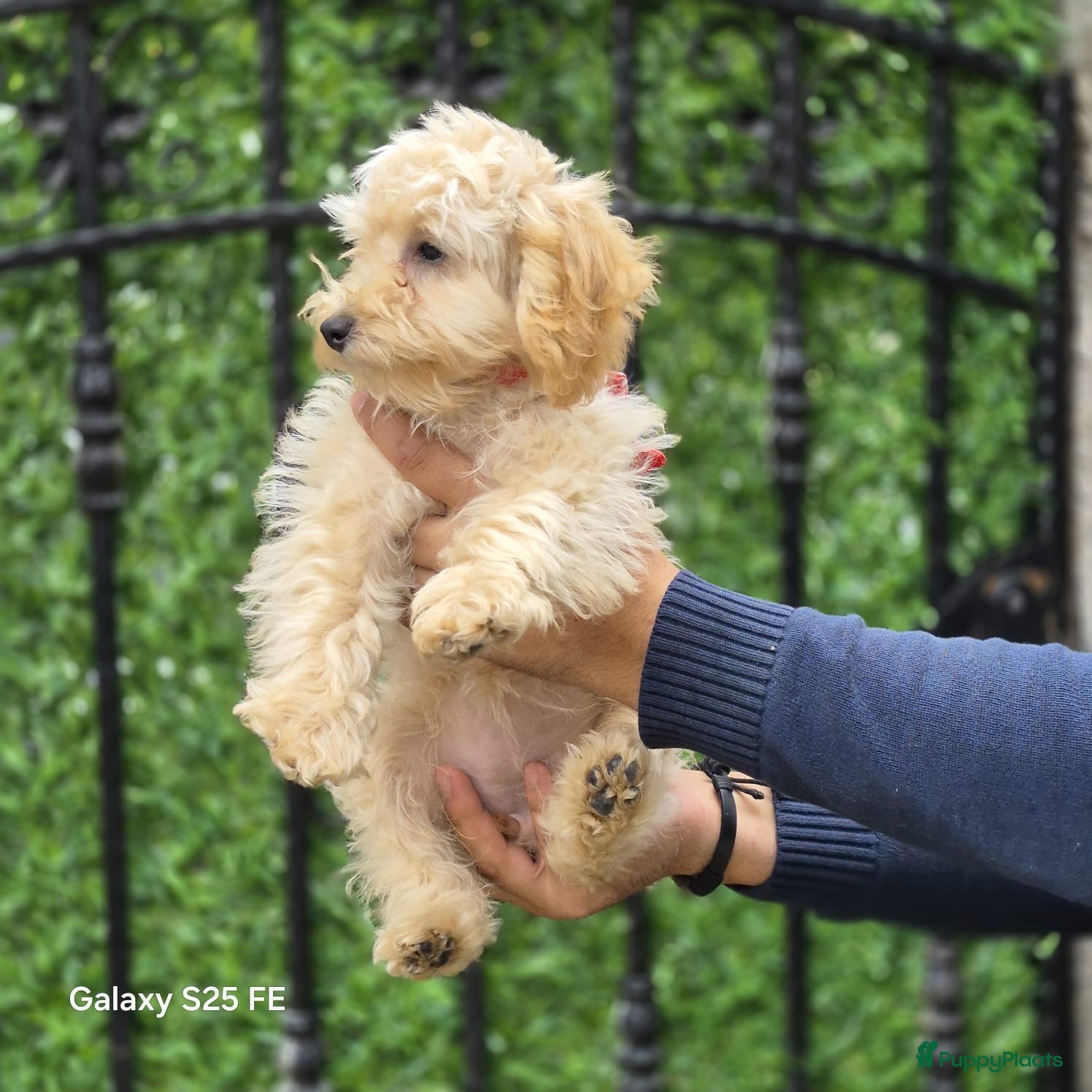 Poedel Toy honden Mini  Toy Poedel  - Advertentie 2