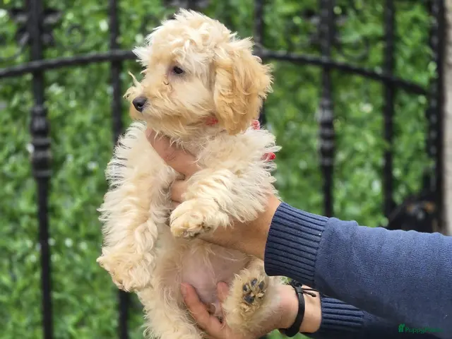 Poedel Toy honden te koop: Mini Toy Poedel - Advertentie 2