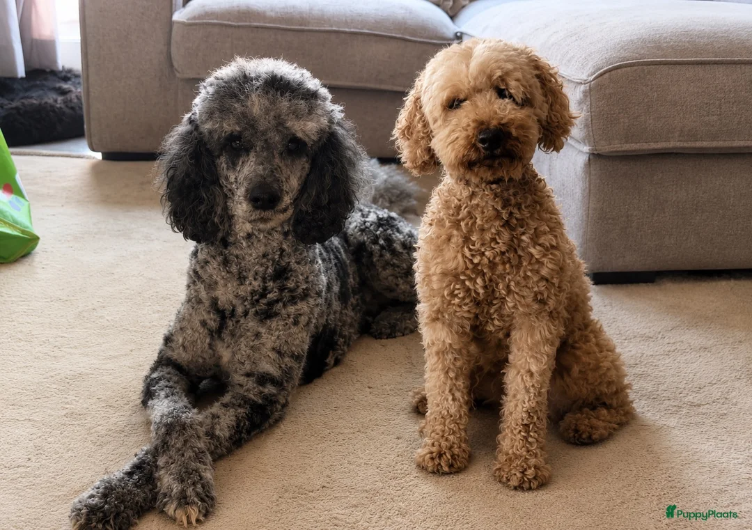 Poedel honden te koop: Prachtige poedel puppy’s  - Advertentie 1