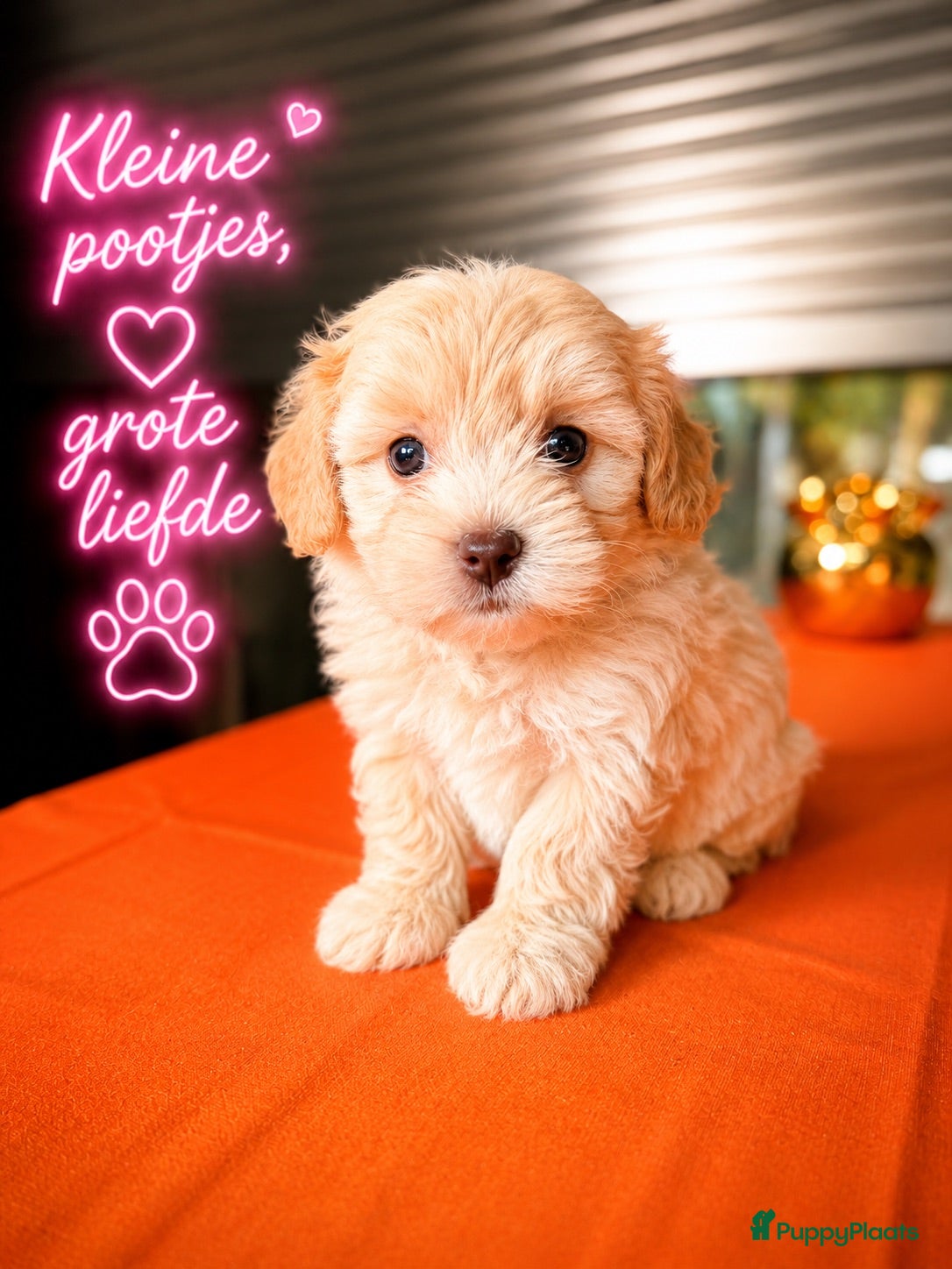 Maltipoo honden Maltipoo pup - Advertentie 1