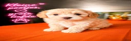 Maltipoo honden te koop: Maltipoo pup - Advertentie 1
