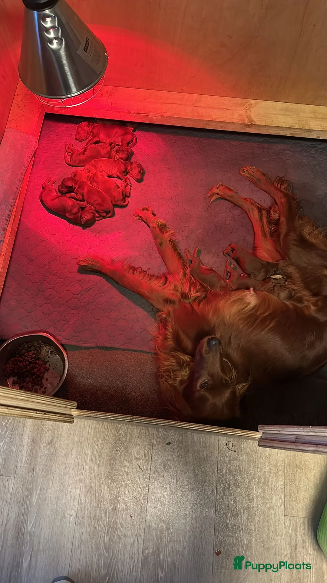 Ierse Setter honden te koop: Ierse setter  in Volkel - Advertentie 4