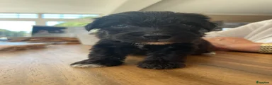 Aussiedoodle 4