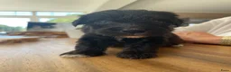 Aussiedoodle honden te koop: Aussiedoodle Aussie/Toy poedel - Advertentie 2