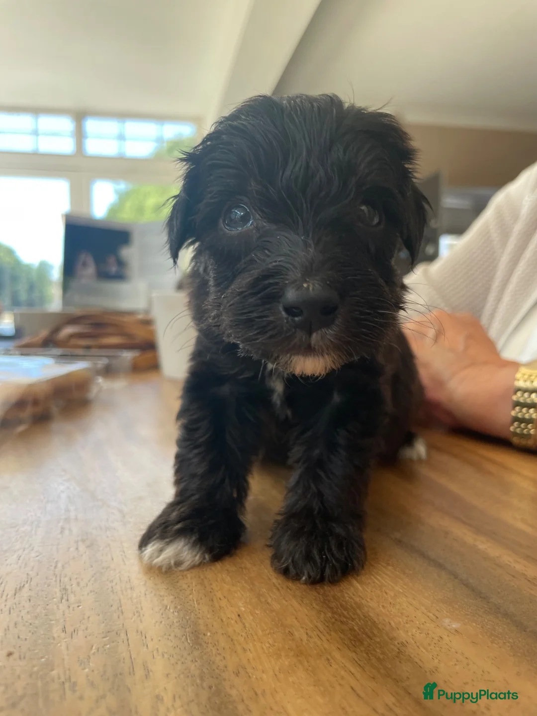 Aussiedoodle honden te koop: Aussiedoodle Aussie/Toy poedel - Advertentie 2