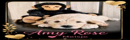 Australian Labradoodle honden te koop: Labradoodle Australian Multigen kleine medium pups in Epe - Advertentie 8